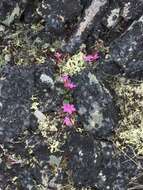 Image of Ogilvie Mountain springbeauty