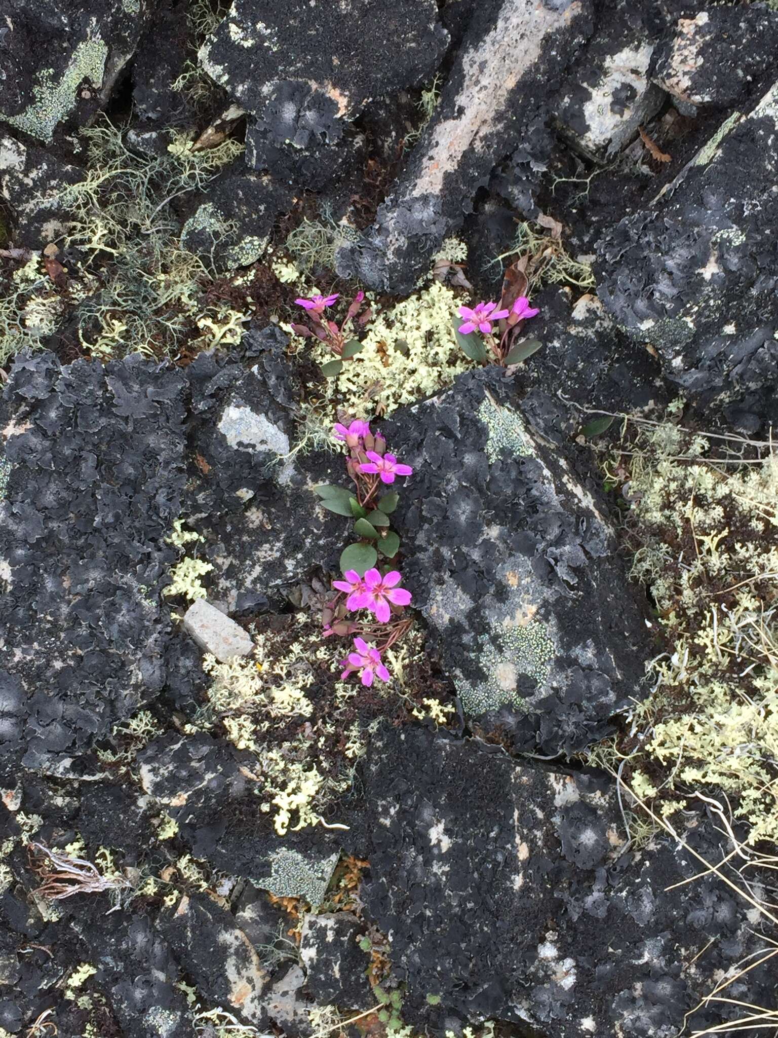 Claytonia ogilviensis Mc Neill resmi