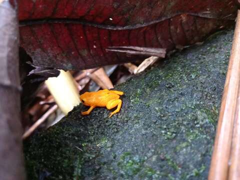 Image of Saddleback toad