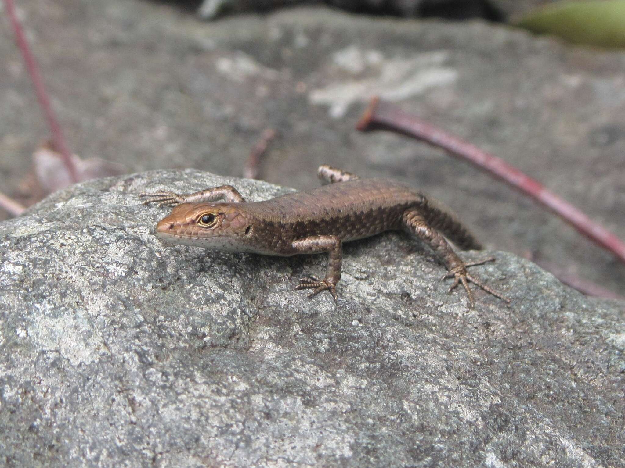 Image of Saxicoline Sunskink