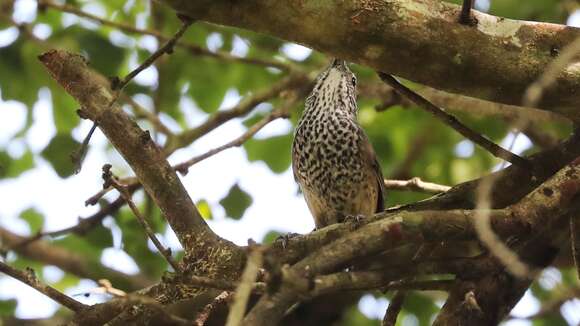 Image of Spot-breasted Wren