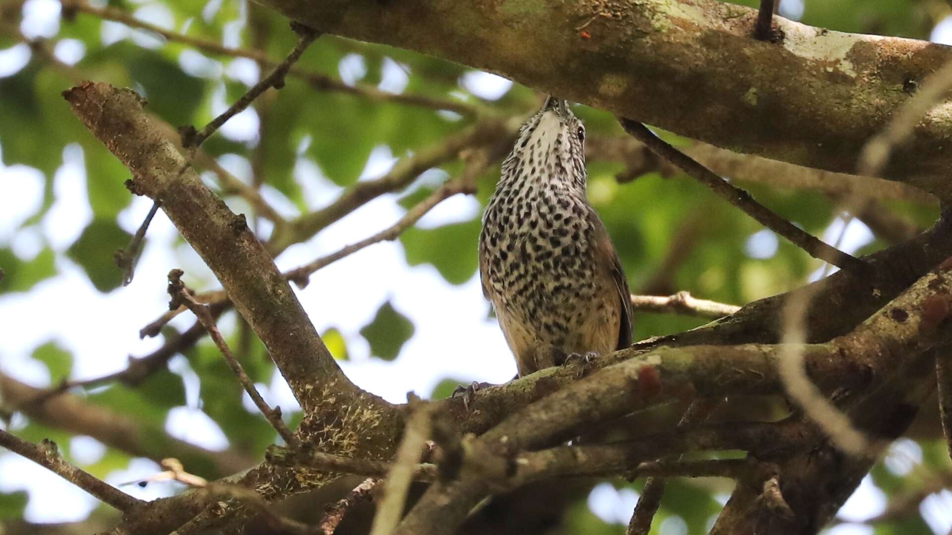 Imagem de Pheugopedius maculipectus (Lafresnaye 1845)