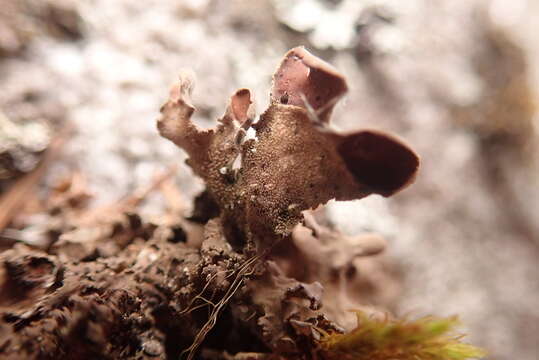 Image of Pimpled kidney lichen