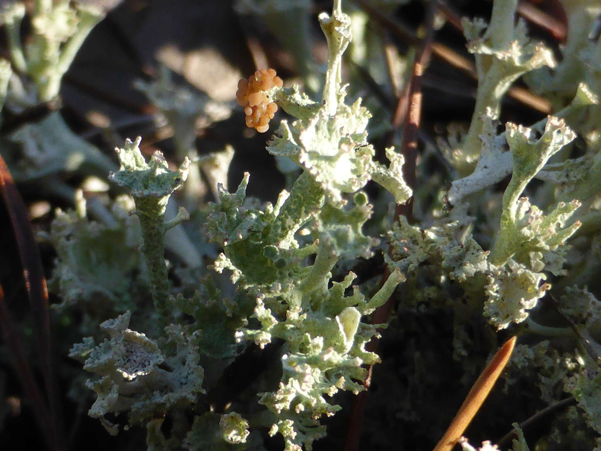 Imagem de Cladonia rappii A. Evans