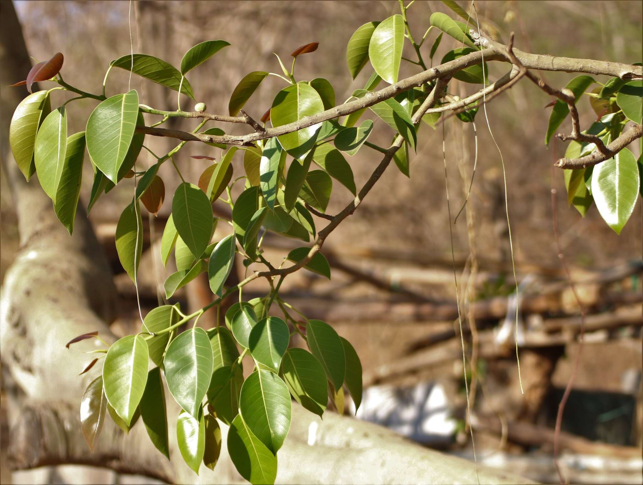 Image of Ficus amplissima Sm.