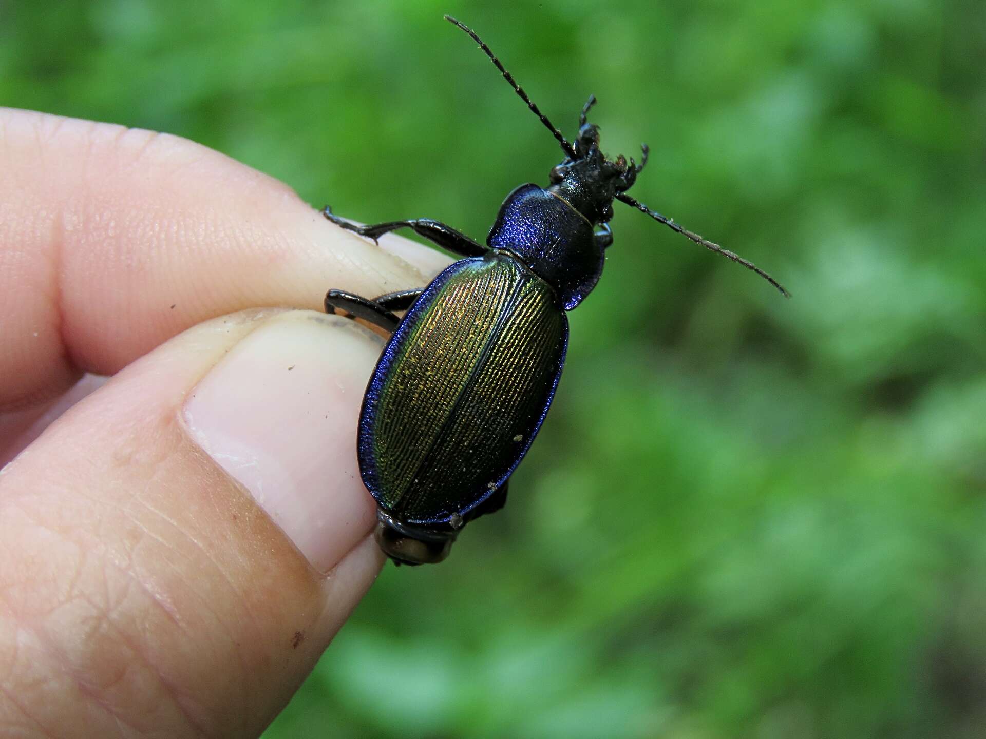 Image of Carabus (Morphocarabus) regalis regalis Fischer von Waldheim 1820