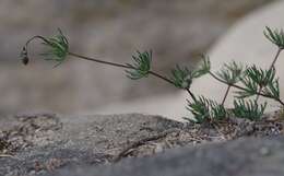 Image of Morison's spurry