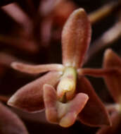 Imagem de Epidendrum anceps Jacq.