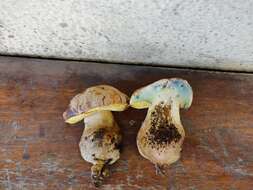 Image de Butyriboletus fechtneri (Velen.) D. Arora & J. L. Frank 2014