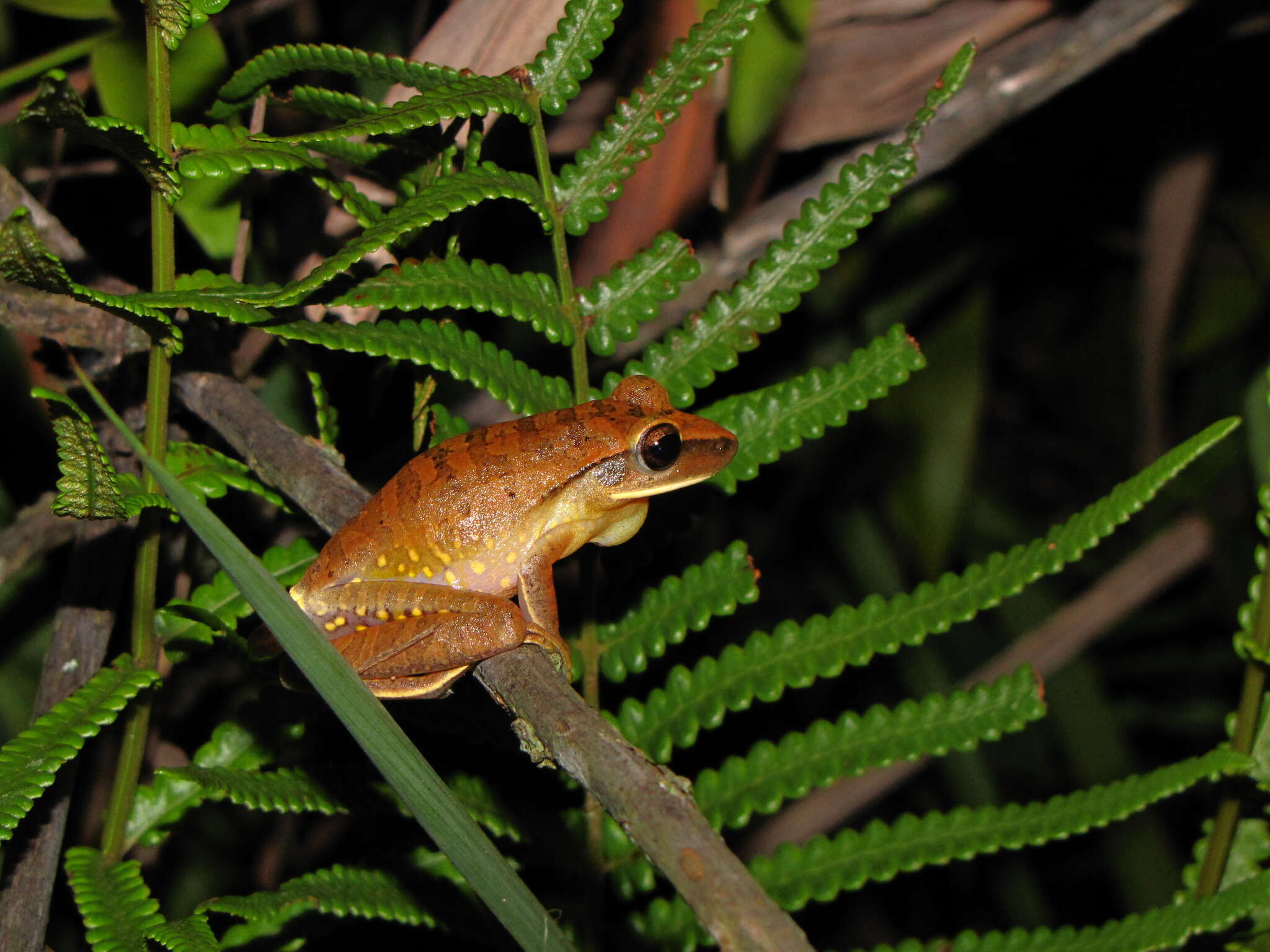 Image of Boana albopunctata (Spix 1824)