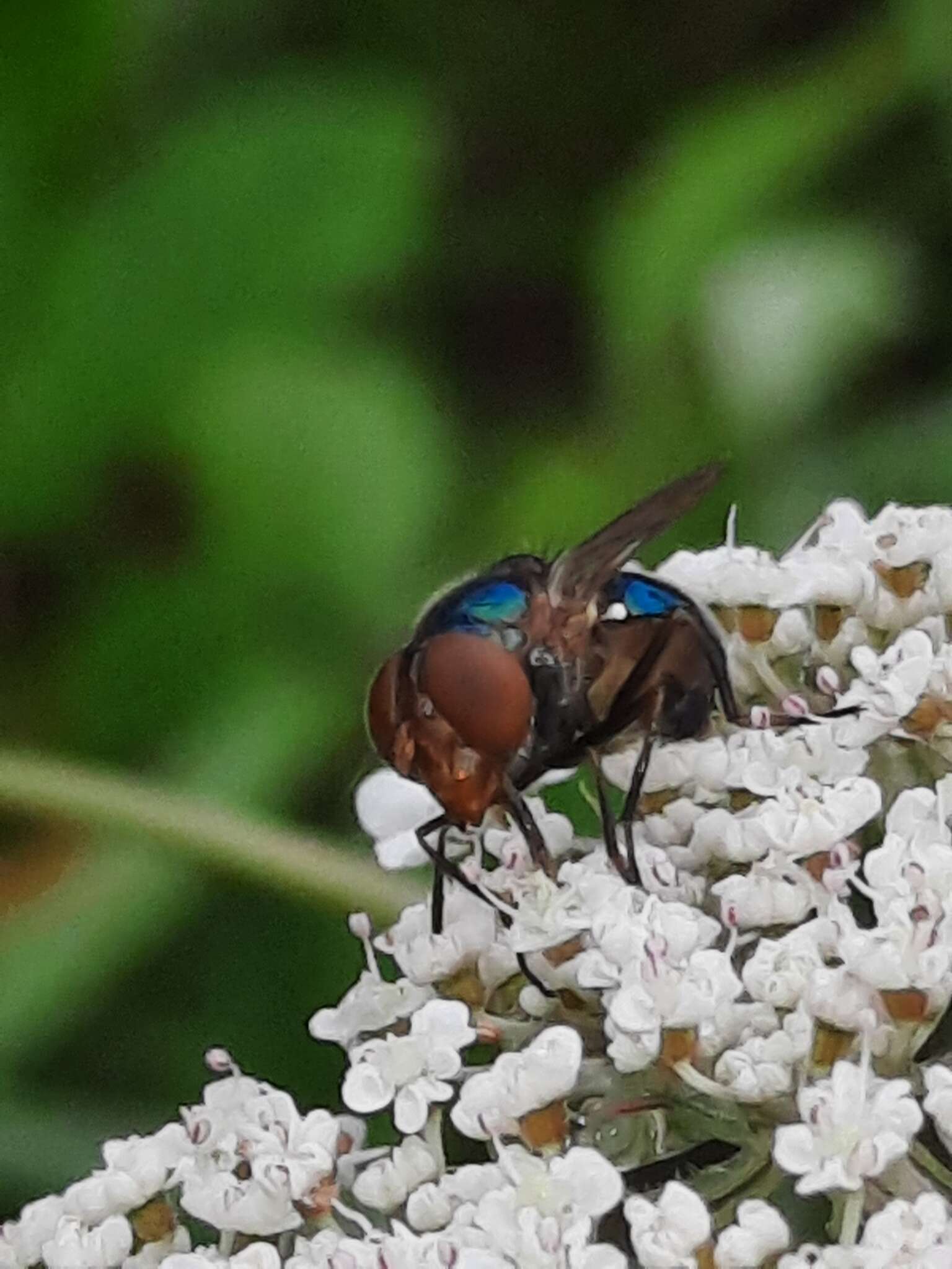 Image of Violet Bromeliad Fly