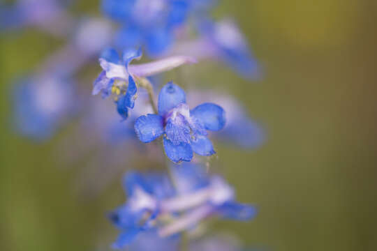 Image of Geyer's larkspur