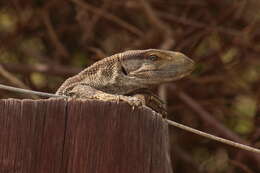 Imagem de Varanus albigularis albigularis Daudin 1802