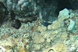 Image of Red Sea Mimic Blenny