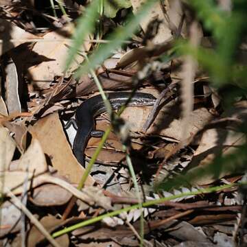 Image of South-western Cool-skink