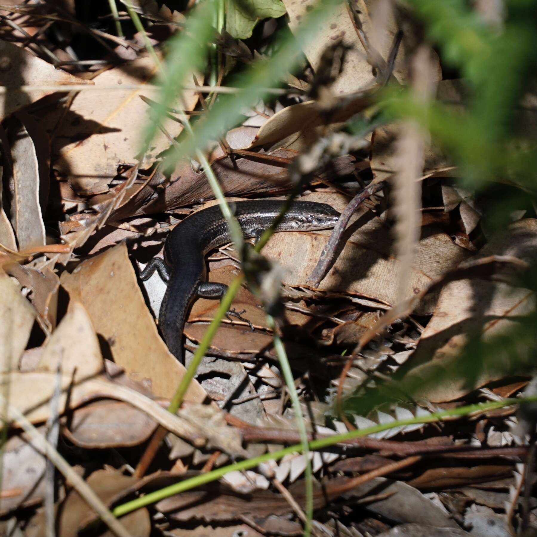 Image of South-western Cool-skink