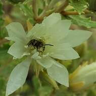 Image of Andrena mentzeliae Cockerell 1897