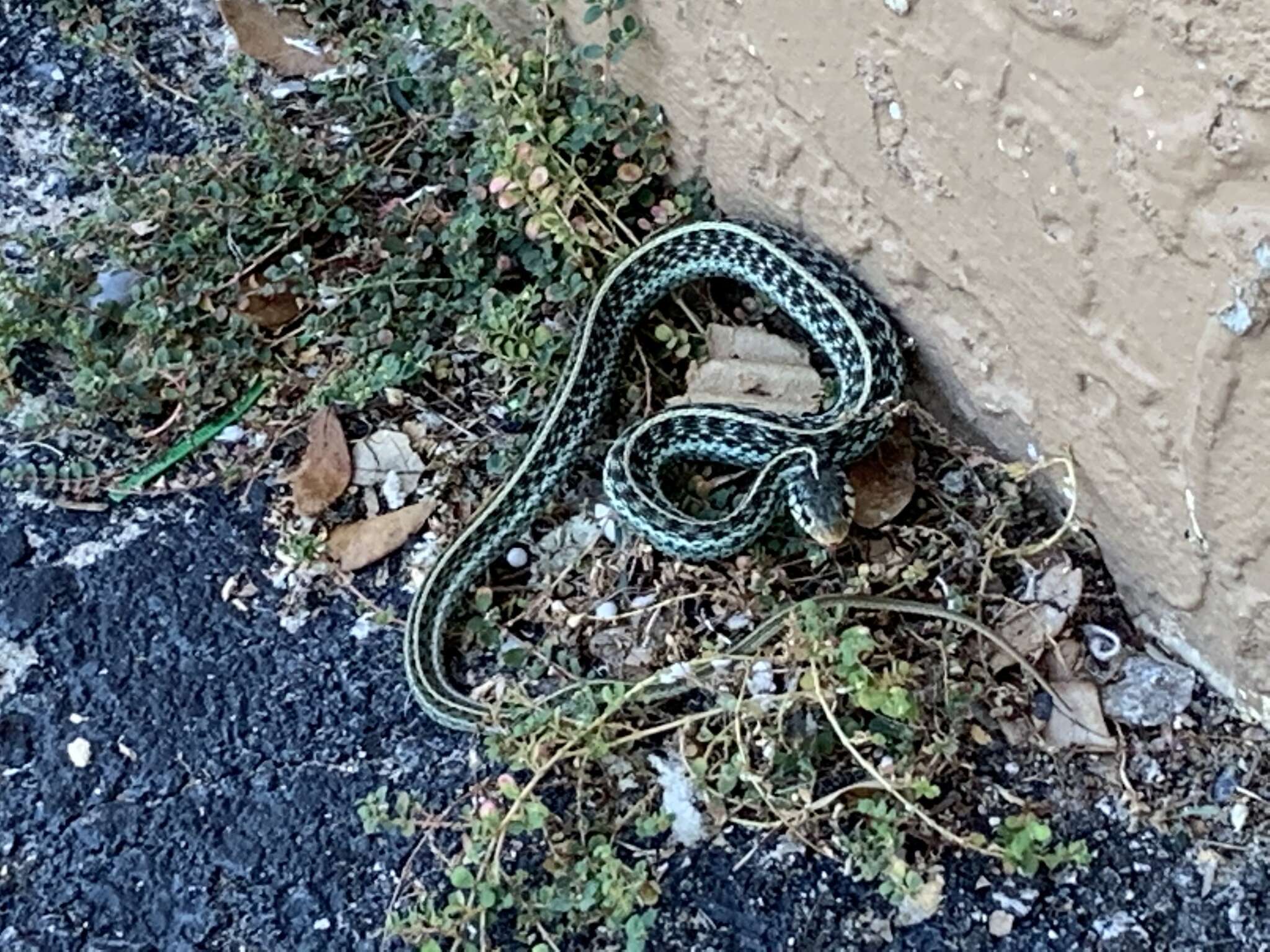 Image of Thamnophis sirtalis similis Rossman 1965