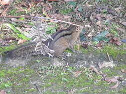 Image of Asian striped ground squirrel