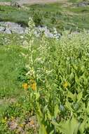 Image de Veratrum californicum var. californicum