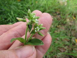 Image of sticky chickweed