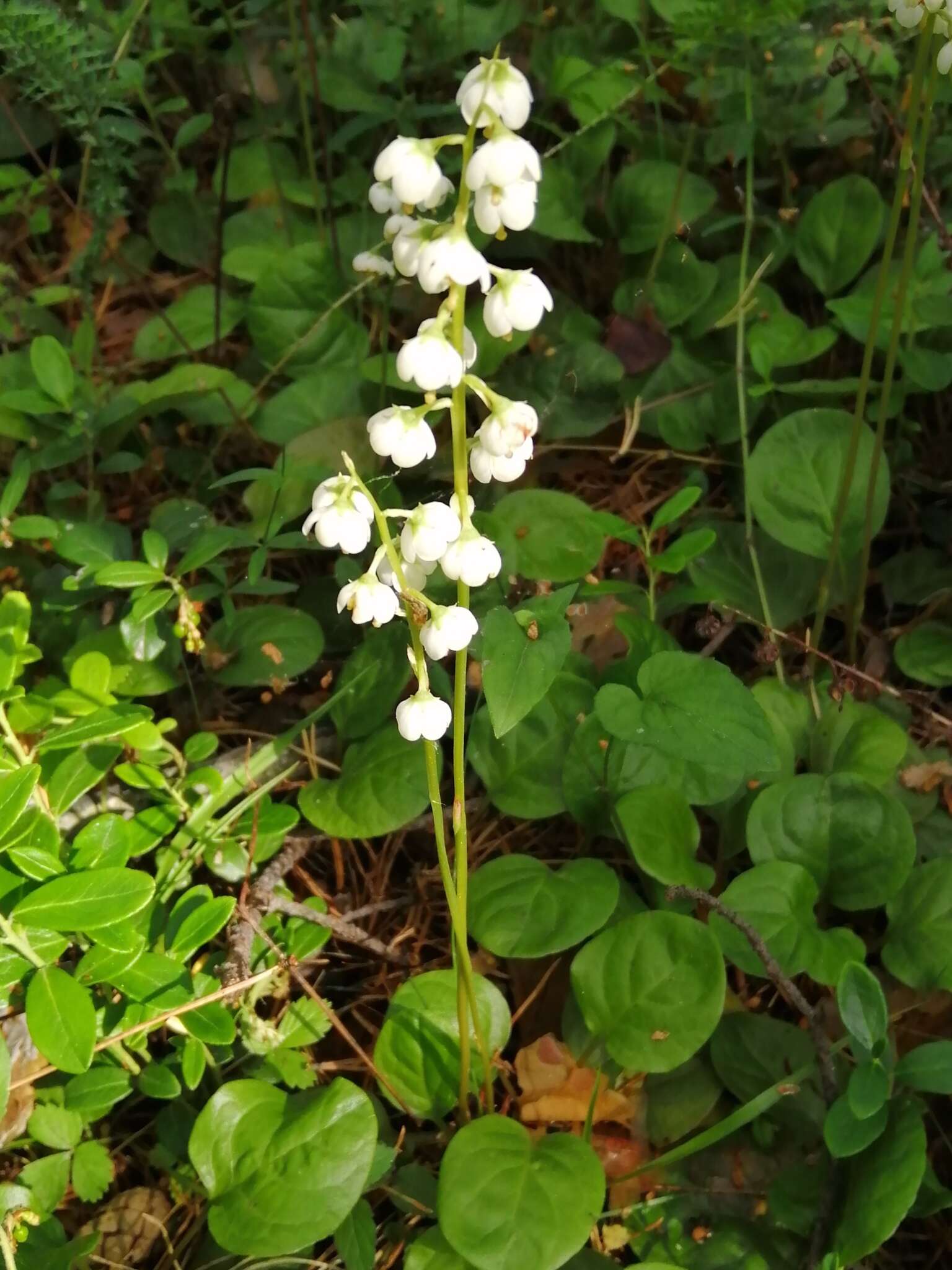 Image of Pyrola media Sw.