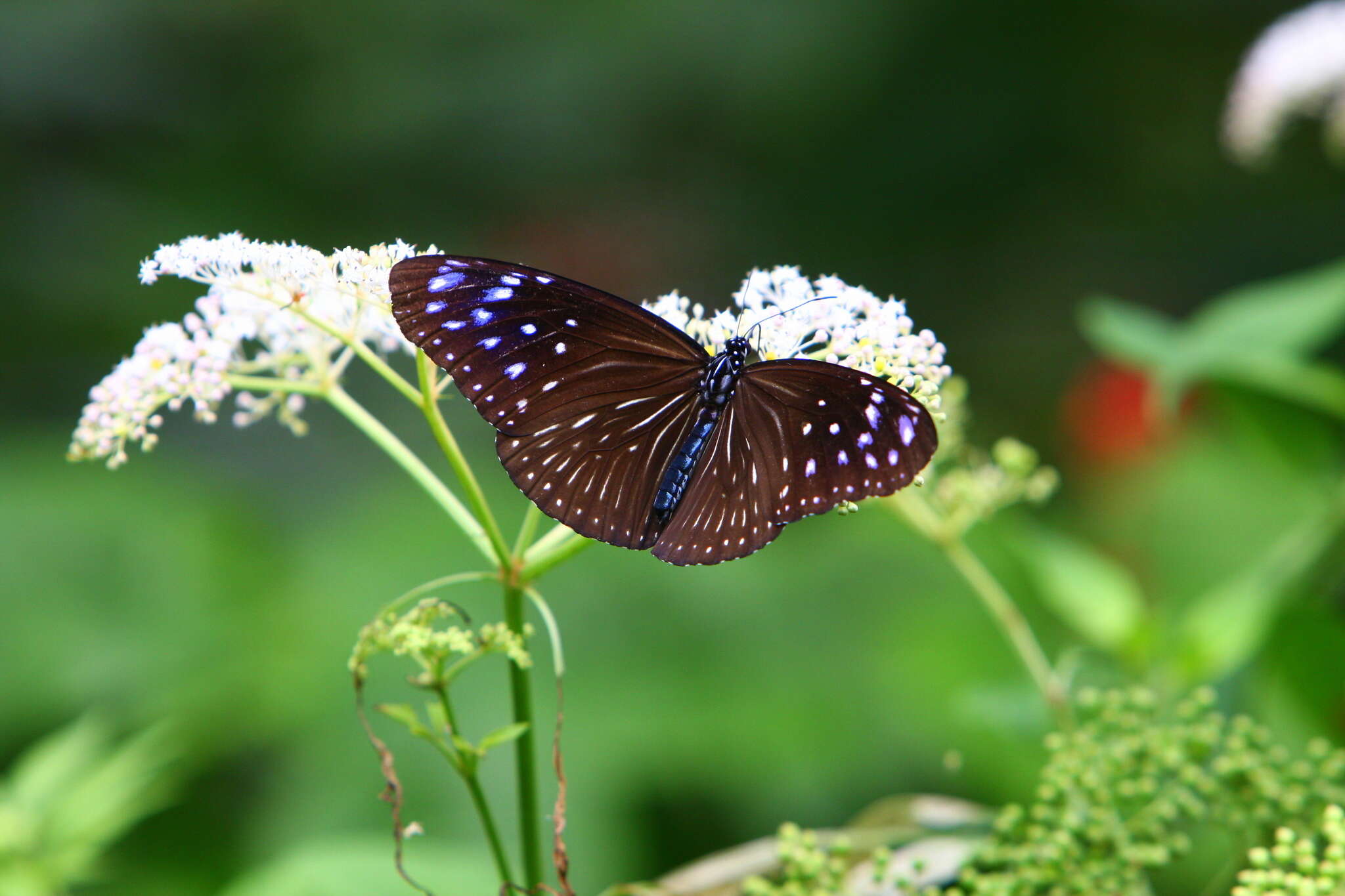 Euploea mulciber barsine Fruhstorfer 1904的圖片