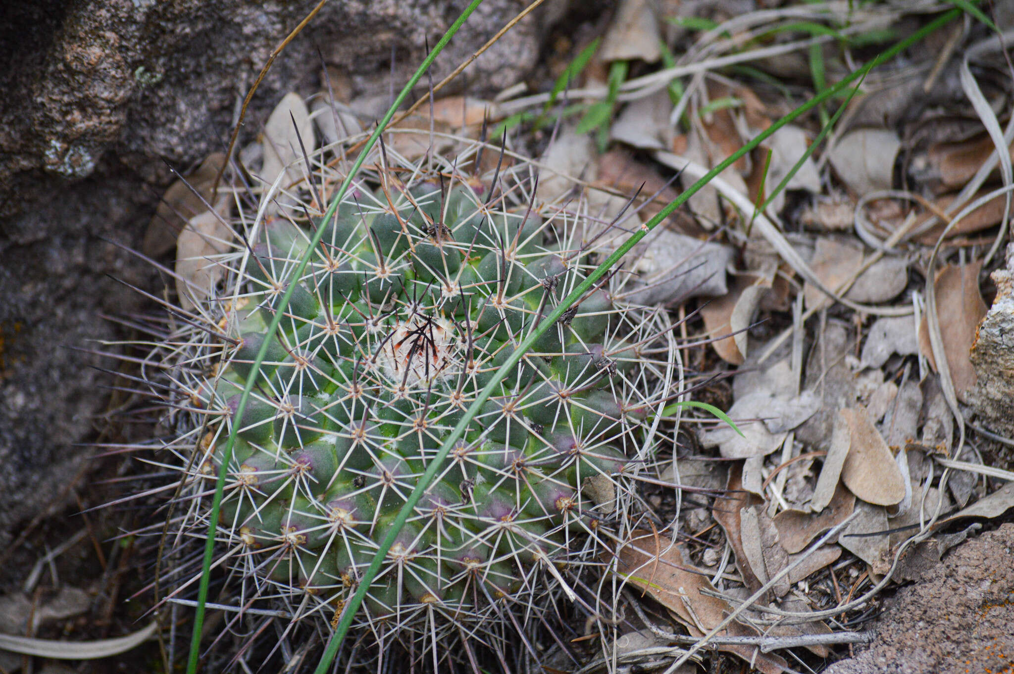 Image of Mammillaria melanocentra Poselg.