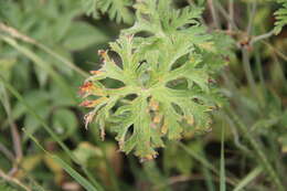 Imagem de Geranium ruprechtii (Woronow) Grossh.