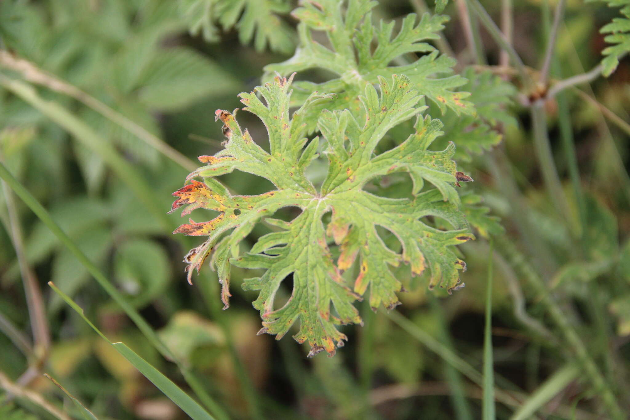 Image of Geranium ruprechtii (Woronow) Grossh.