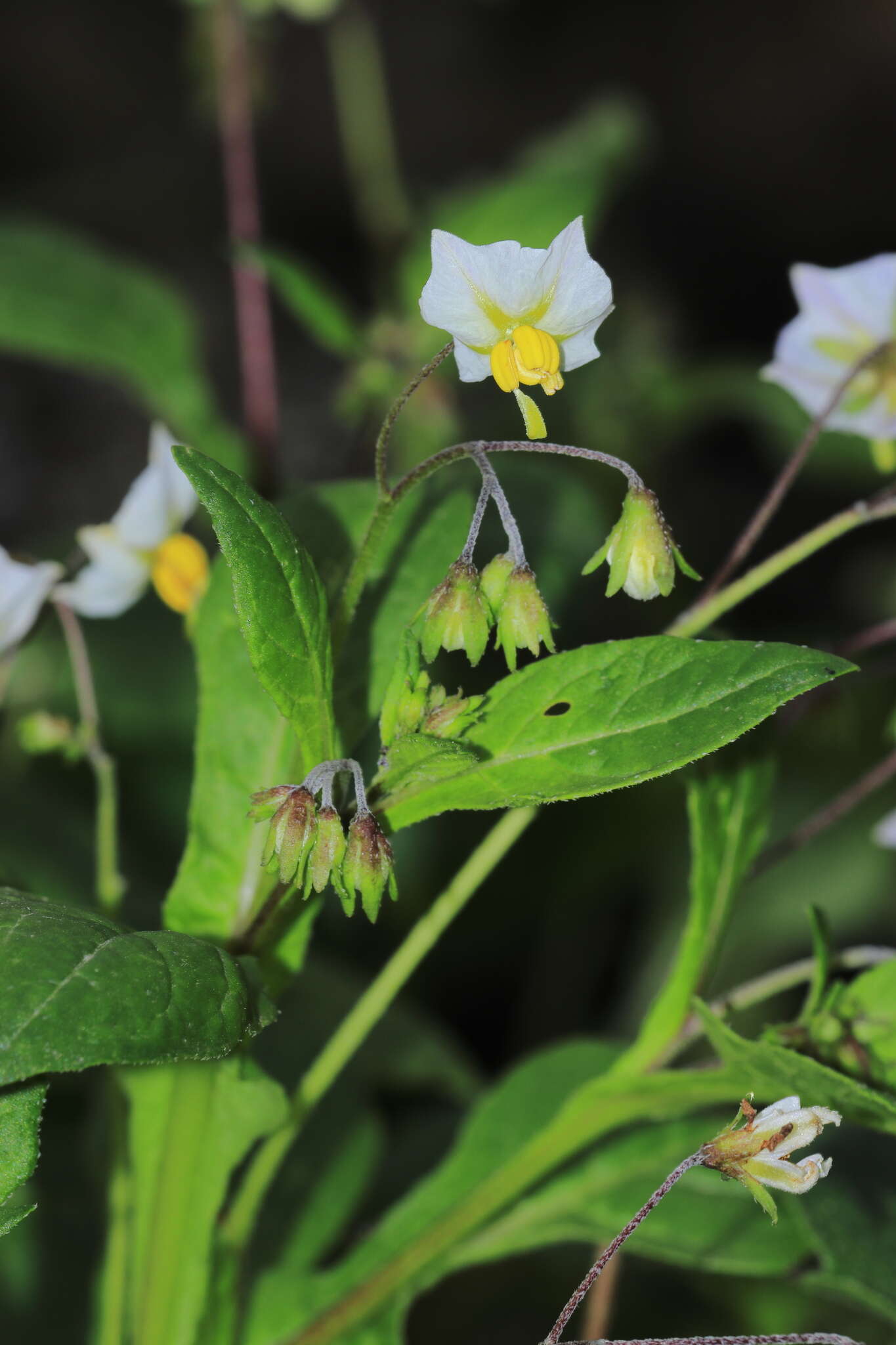 Image of Solanum montanum L.