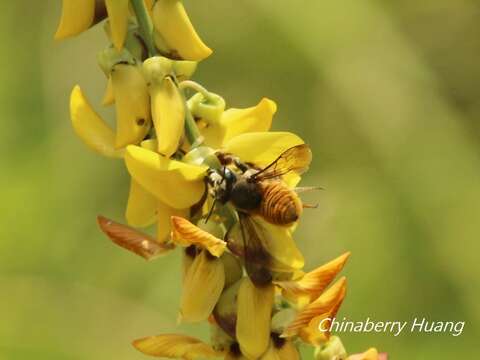 Megachile bicolor (Fabricius 1781)的圖片