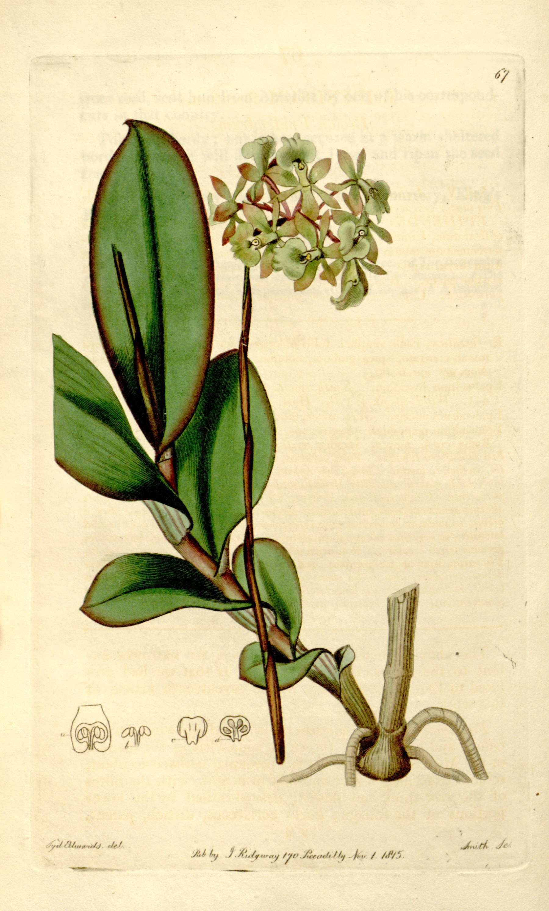 Plancia ëd Epidendrum anceps Jacq.