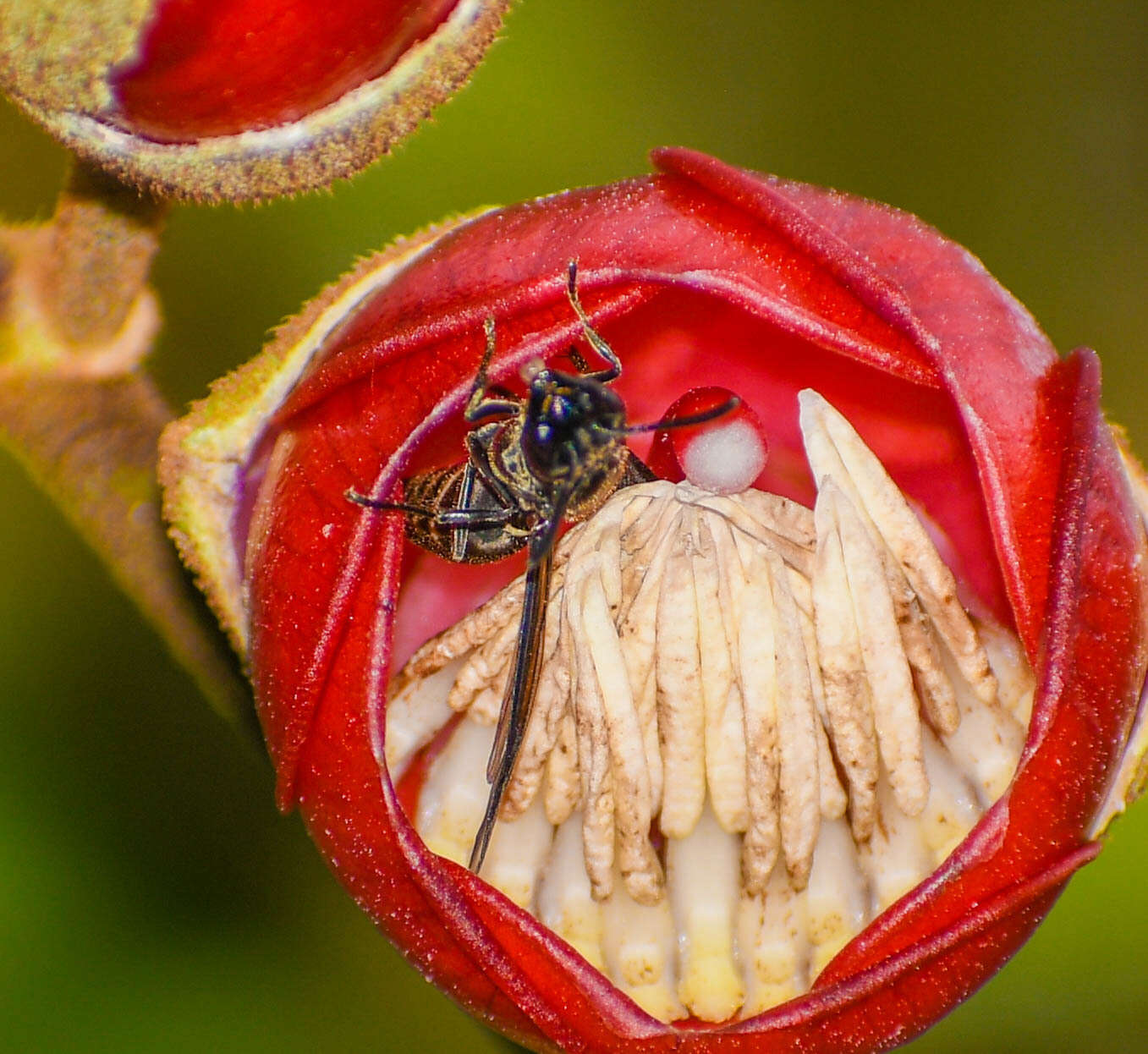 Meriania tomentosa (Cogn.) J. J. Wurdack resmi