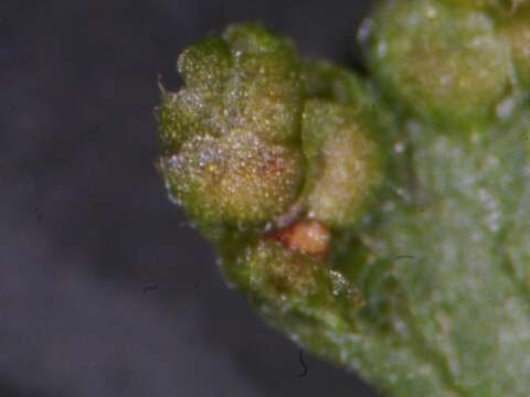 Слика од Lygodium japonicum (Thunb.) Sw.