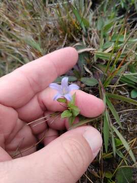 Campanula californica (Kellogg) A. Heller resmi