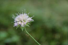 Слика од Knautia nevadensis (M. Winkler ex Szabó) Szabó