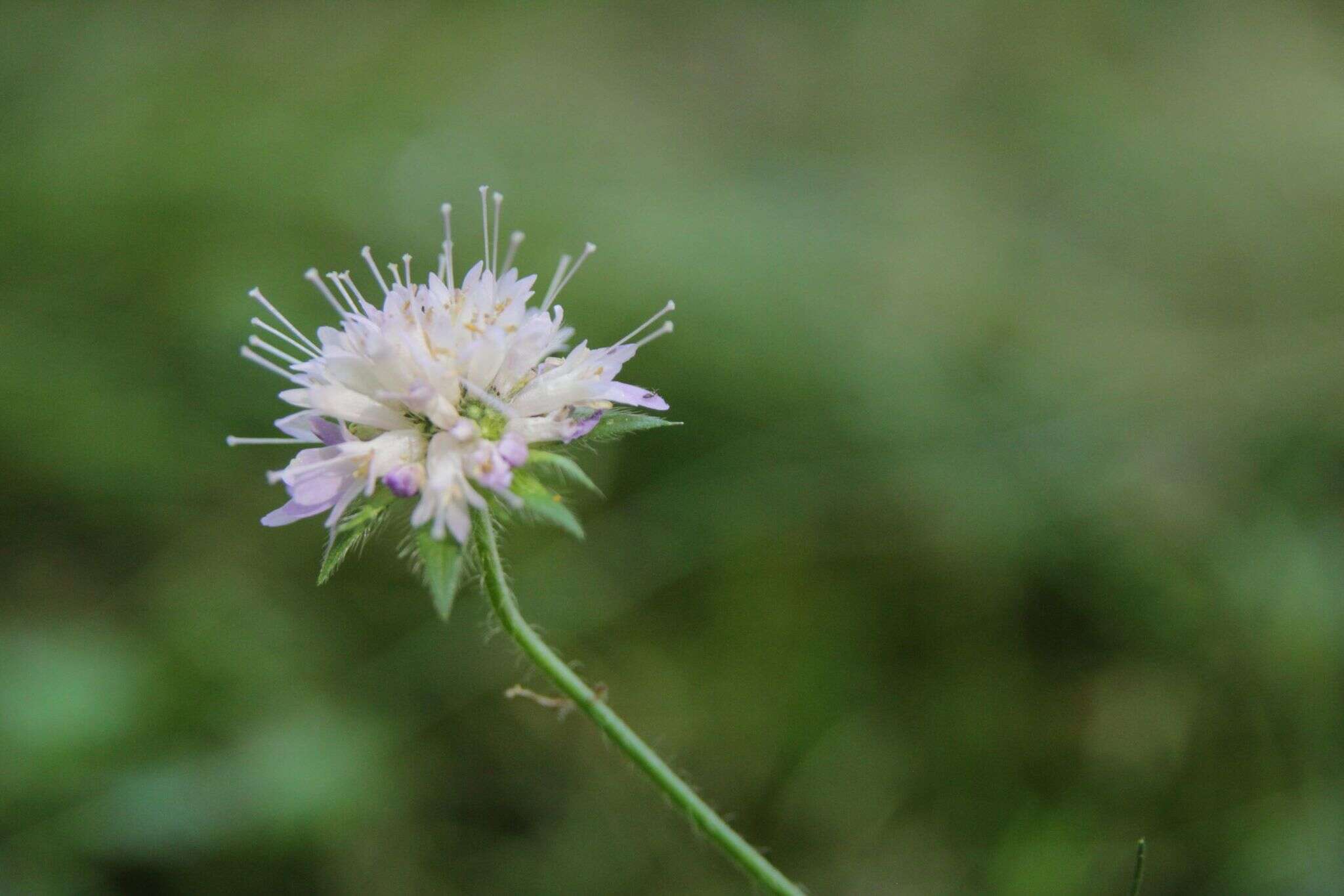 Слика од Knautia nevadensis (M. Winkler ex Szabó) Szabó