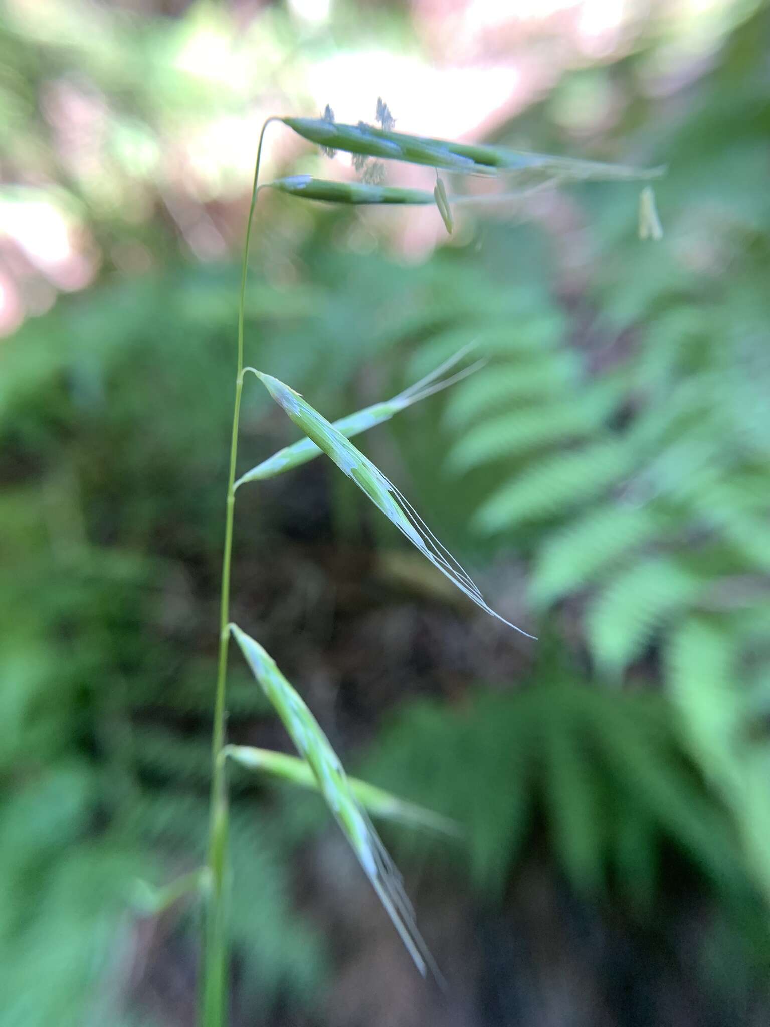 Plancia ëd Pleuropogon refractus (A. Gray) Benth. ex Vasey