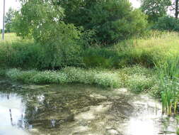 Image of Fine-leaved Water-dropwort