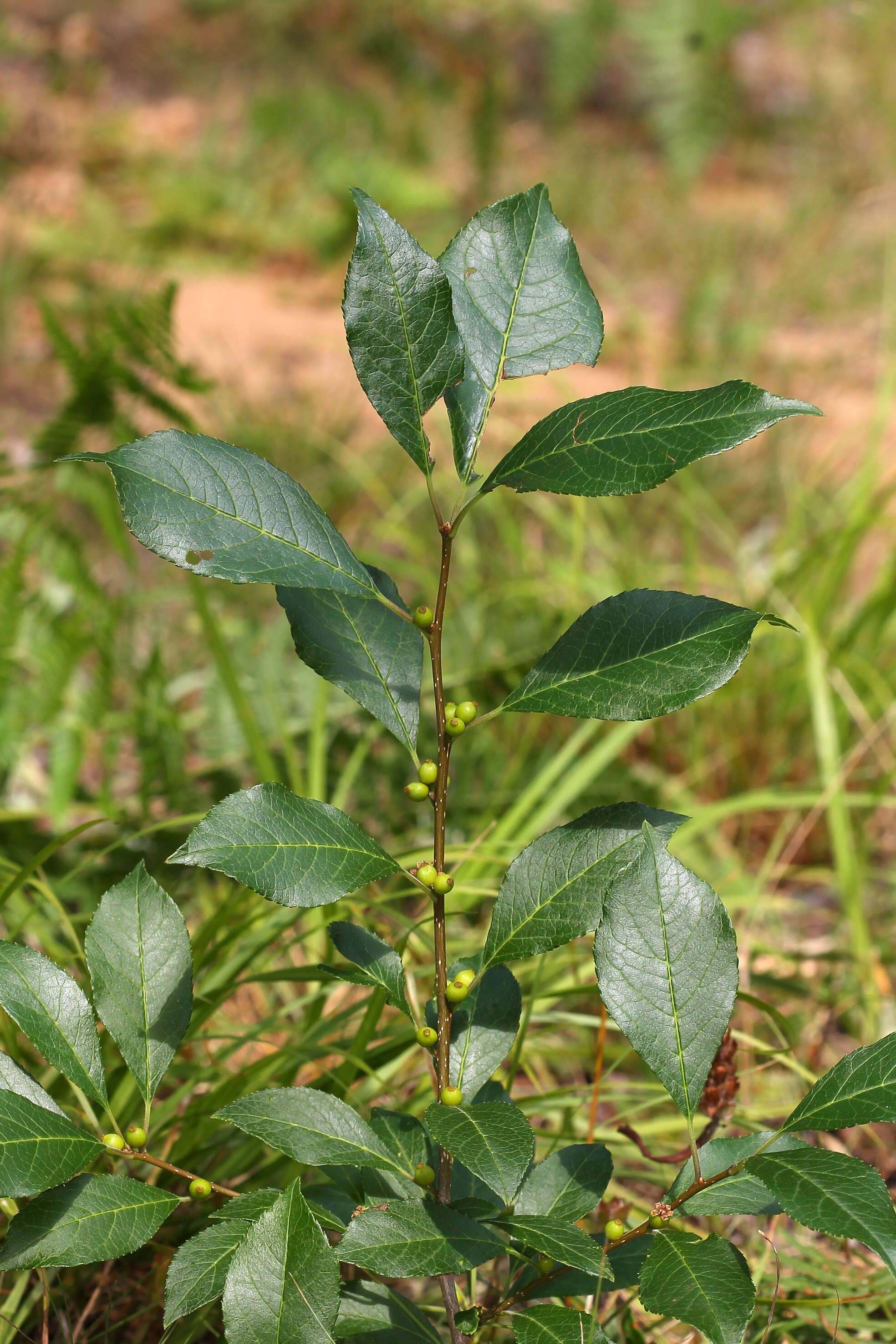 Image of Michigan holly