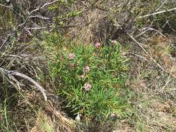 Image of Grevillea leiophylla F. Müll. ex Benth.