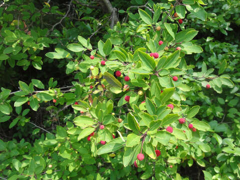 صورة Ilex mucronata (L.) M. Powell, V. Savolainen & S. Andrews