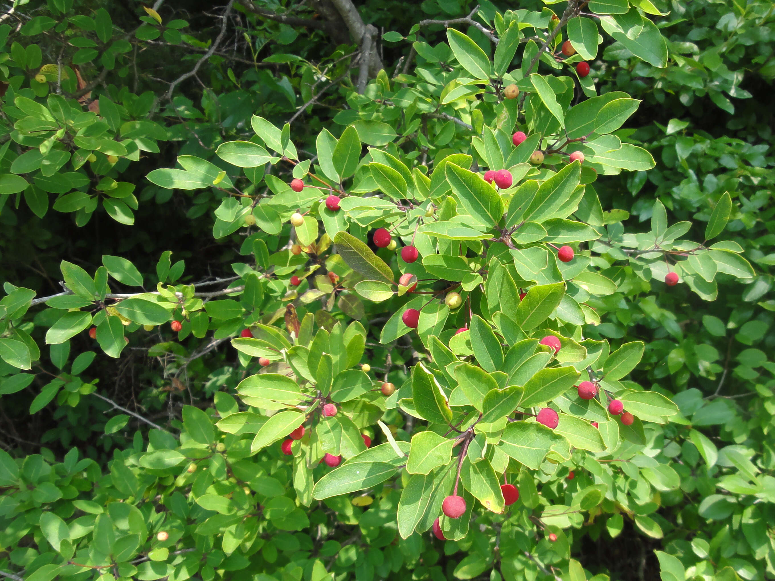 Plancia ëd Ilex mucronata (L.) M. Powell, V. Savolainen & S. Andrews