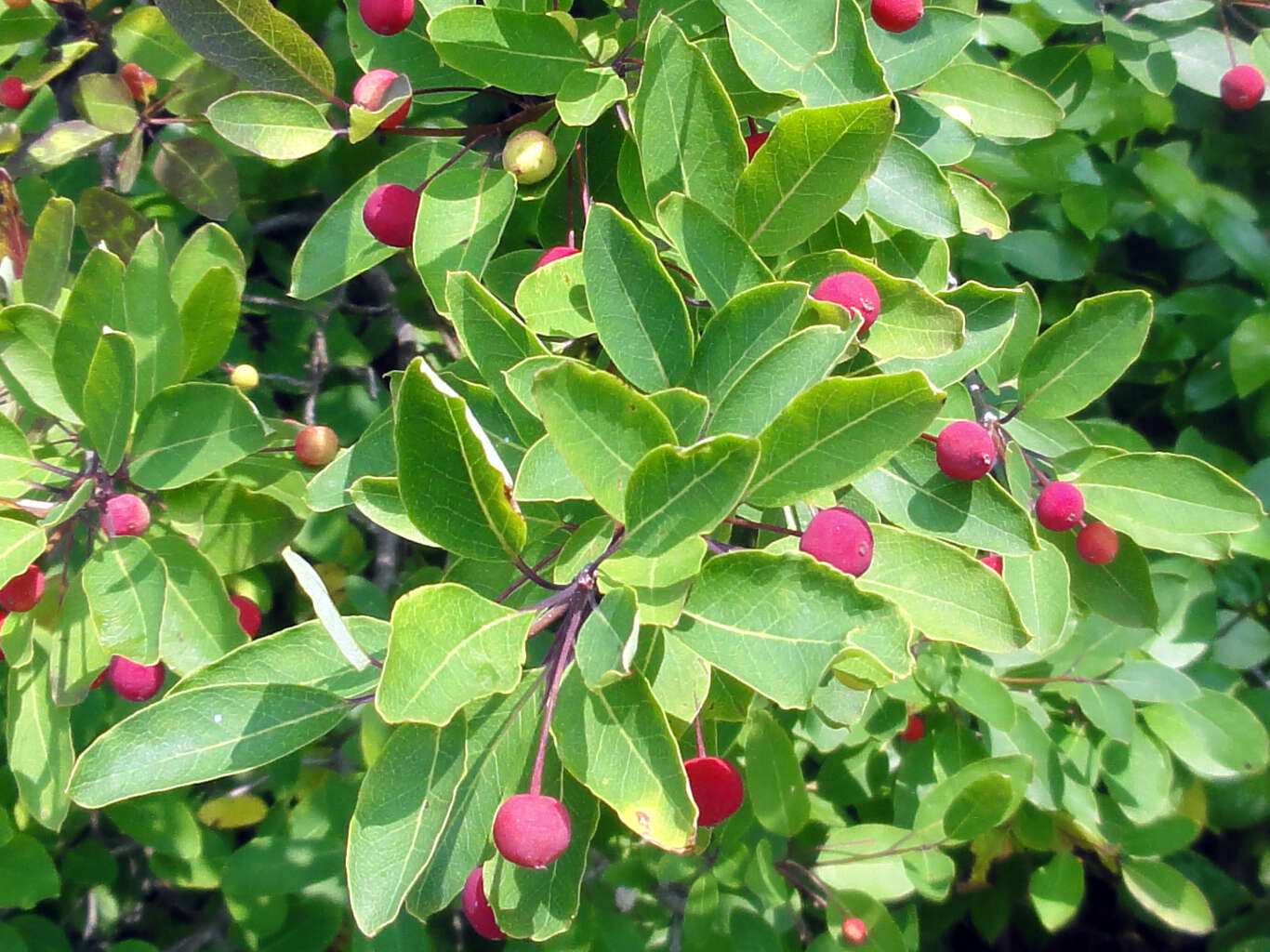 صورة Ilex mucronata (L.) M. Powell, V. Savolainen & S. Andrews