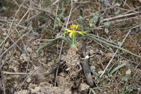 Image of Gagea reticulata (Pall.) Schult. & Schult. fil.