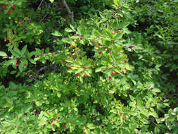 Image of catberry