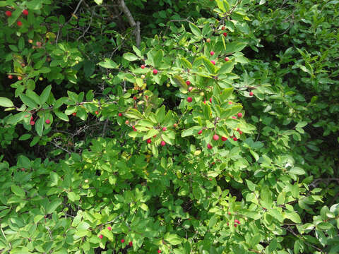 صورة Ilex mucronata (L.) M. Powell, V. Savolainen & S. Andrews