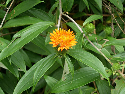 Image of Lycoseris triplinervia Less.