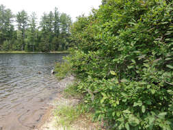 صورة Ilex mucronata (L.) M. Powell, V. Savolainen & S. Andrews